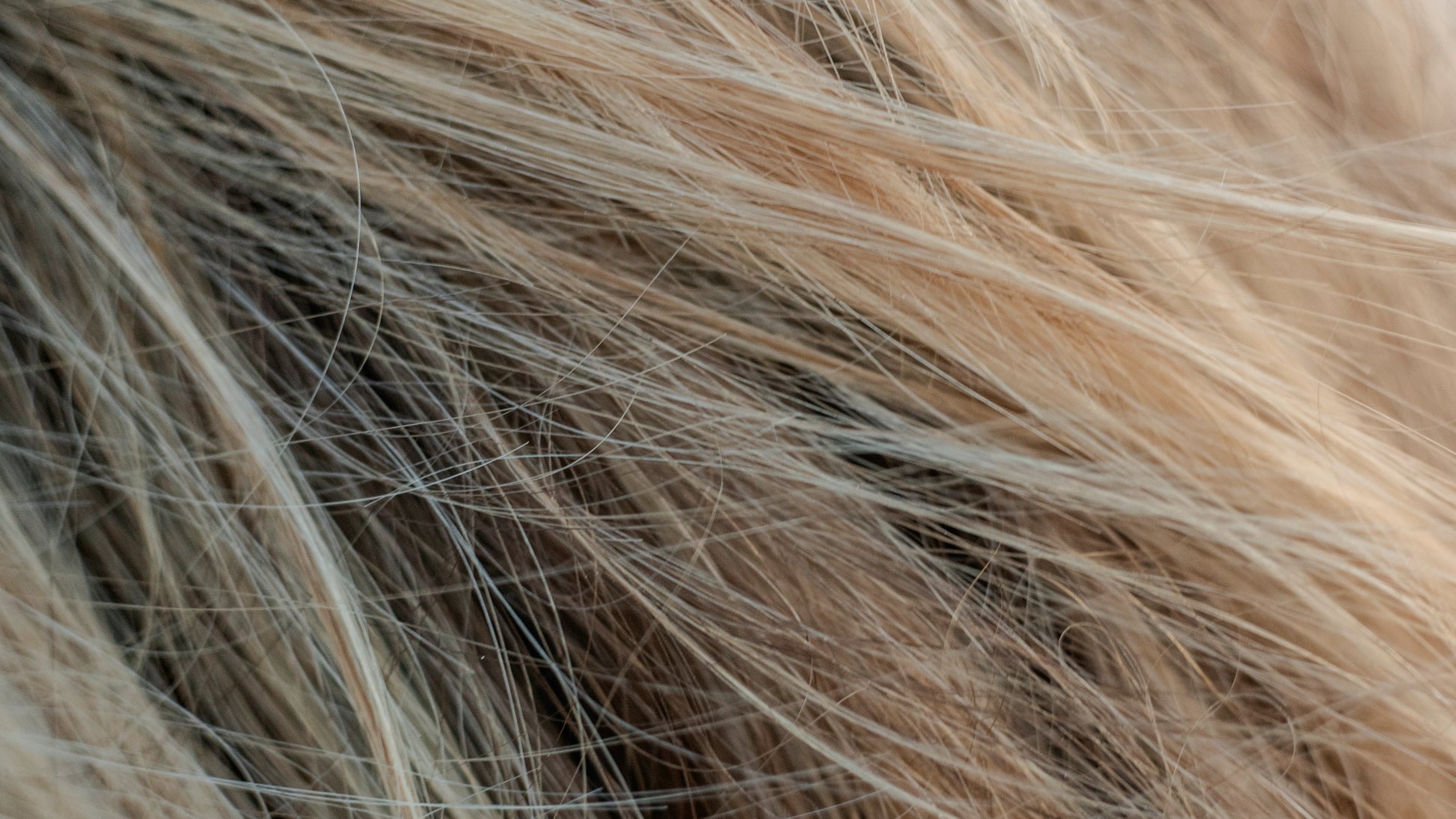 Waverider Dry Shampoo Set