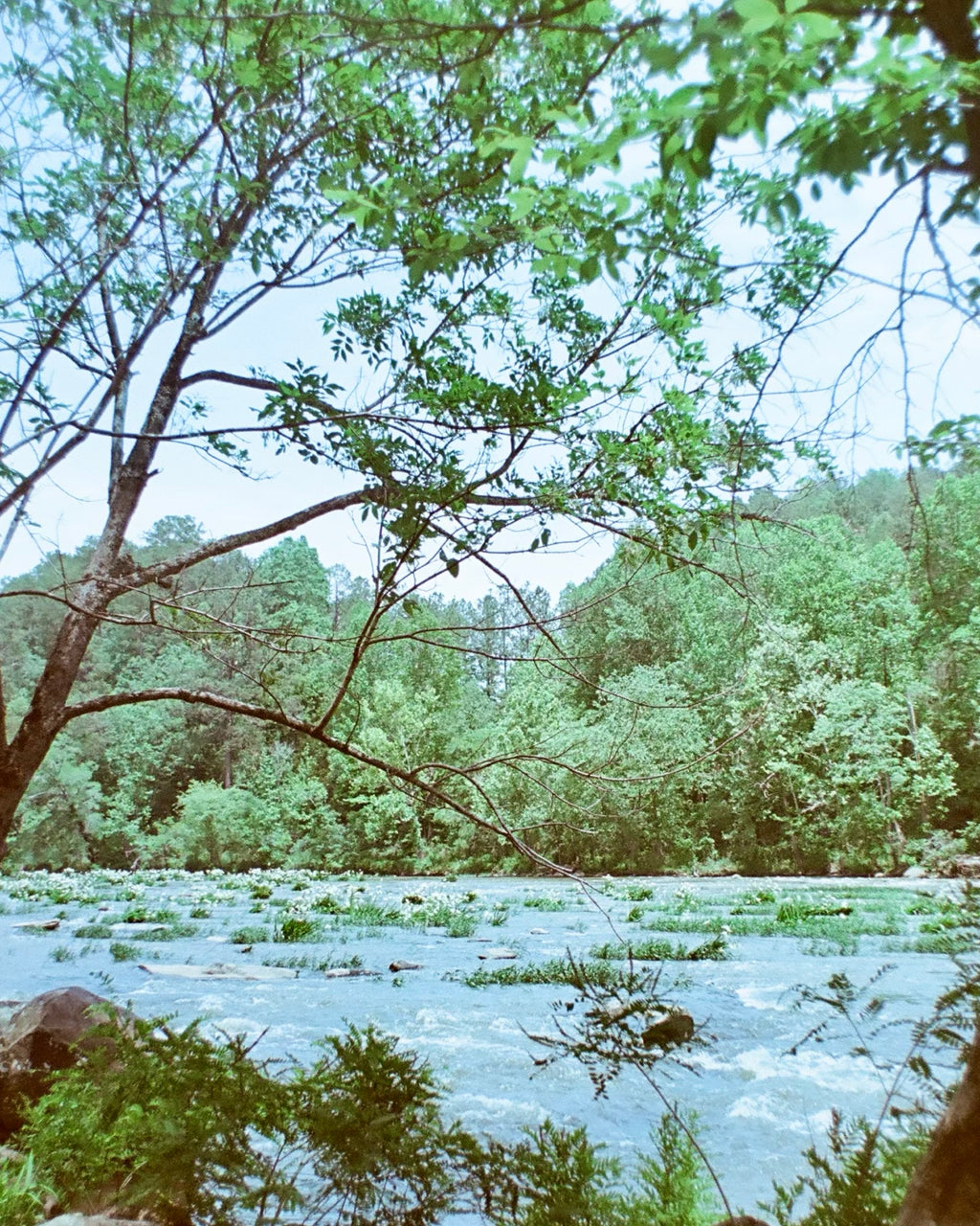 River Lily Perfume Oil